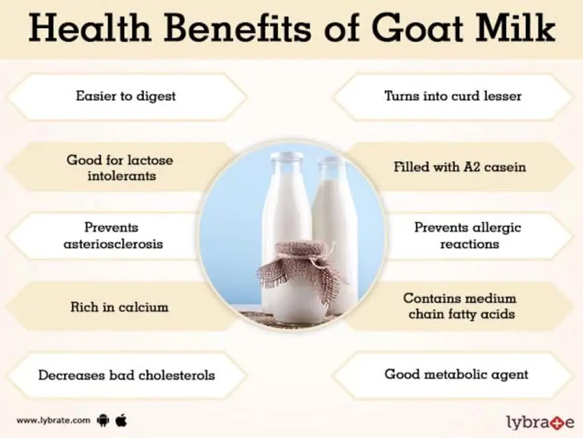 The benefits and harms of goat milk for the human body