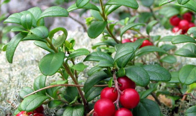 The benefits and harms of lingonberries for women and men, how to choose.