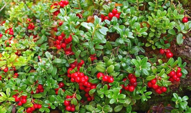 The benefits and harms of lingonberries for women and men, how to choose.