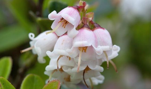 The benefits and harms of lingonberries for women and men, how to choose.