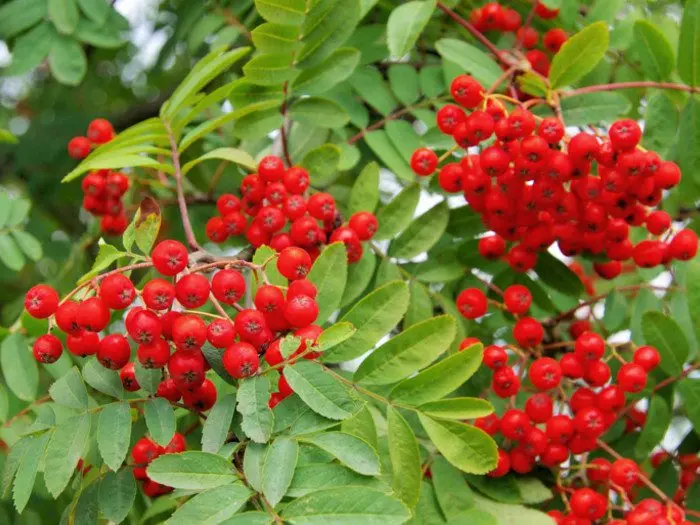 The benefits and harms of mountain ash for the human body