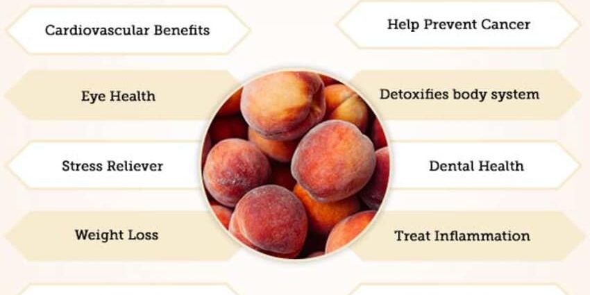 The benefits and harms of peaches for the human body