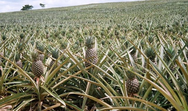 The benefits and harms of pineapple for health and the human body