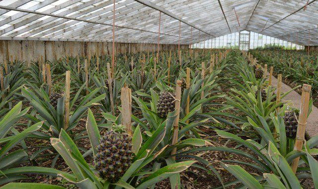 The benefits and harms of pineapple for health and the human body