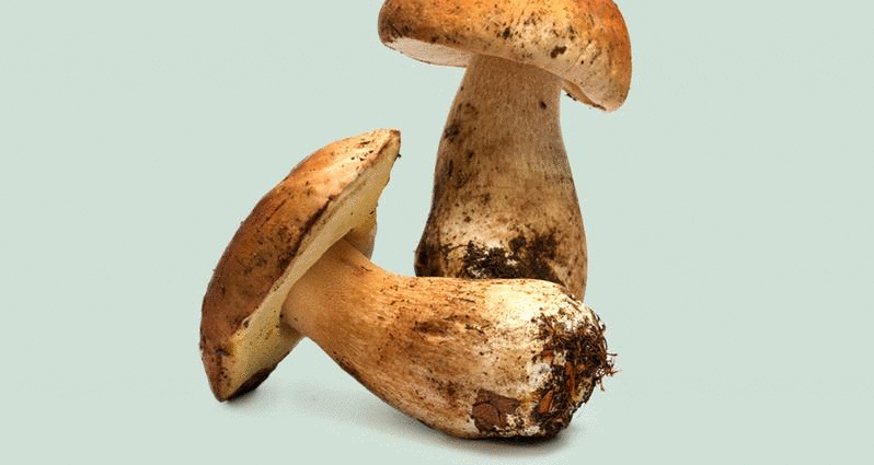 The benefits and harms of porcini mushrooms