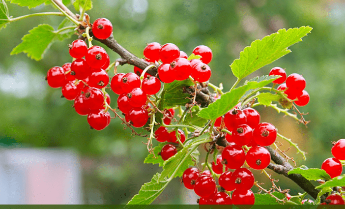 The benefits and harms of red currant