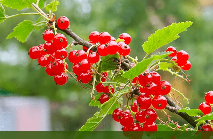 The benefits and harms of red currant