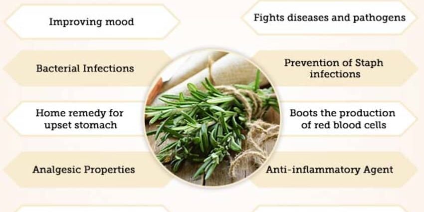 The benefits and harms of rosemary