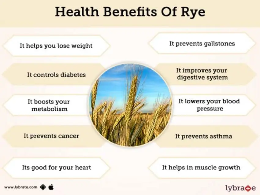 The benefits and harms of rye (black) bread for the body