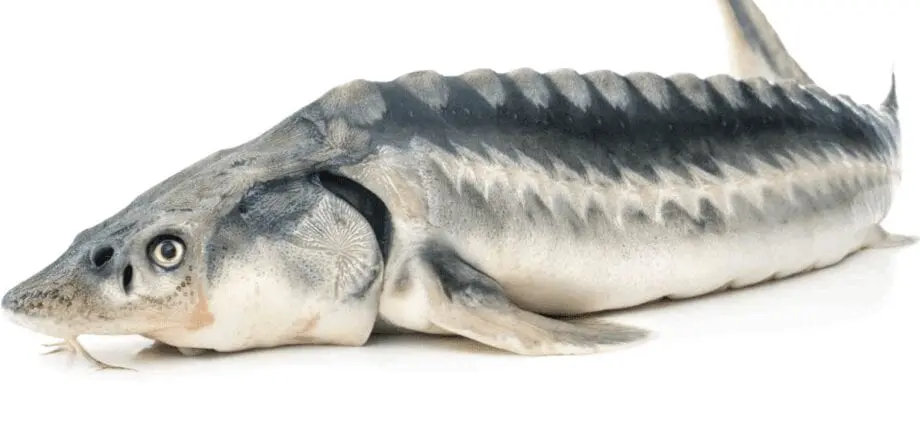 The benefits and harms of sturgeon