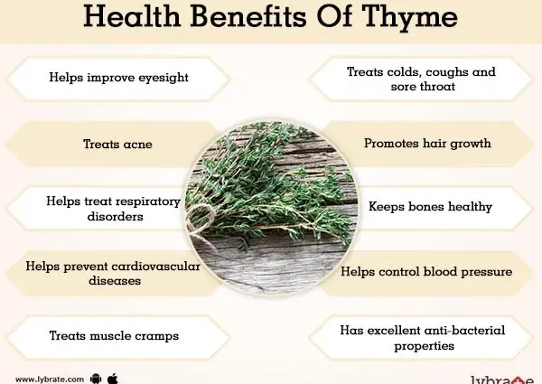 The benefits and harms of thyme for the body, application, properties.