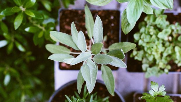 The benefits of having a vertical garden in your kitchen