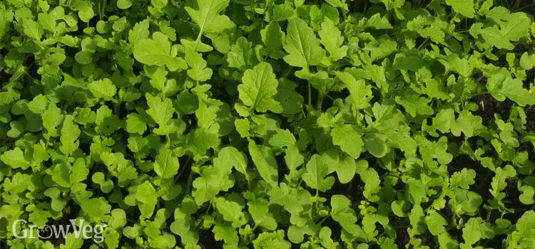 The best green manure for the garden, which is better to sow