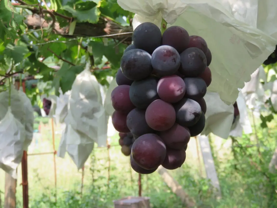 The best table grape varieties, description