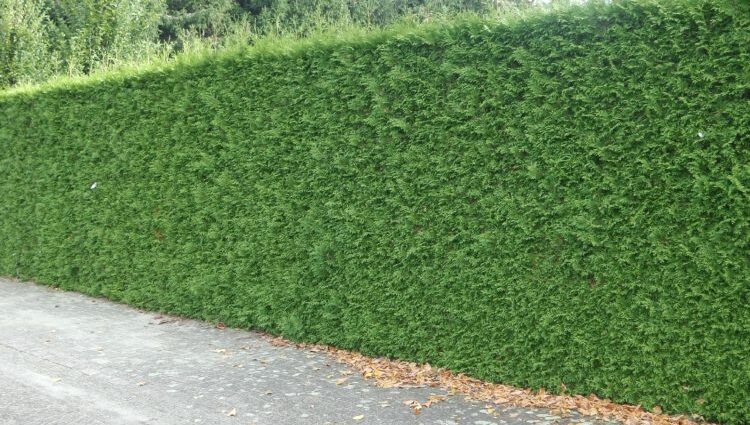 The best thuja for hedges