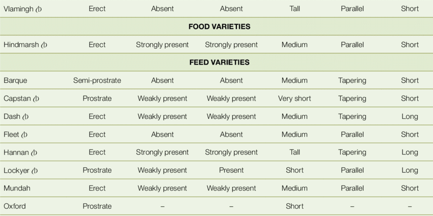 The best varieties of barley: characteristics