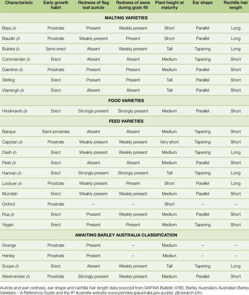 The best varieties of barley: characteristics