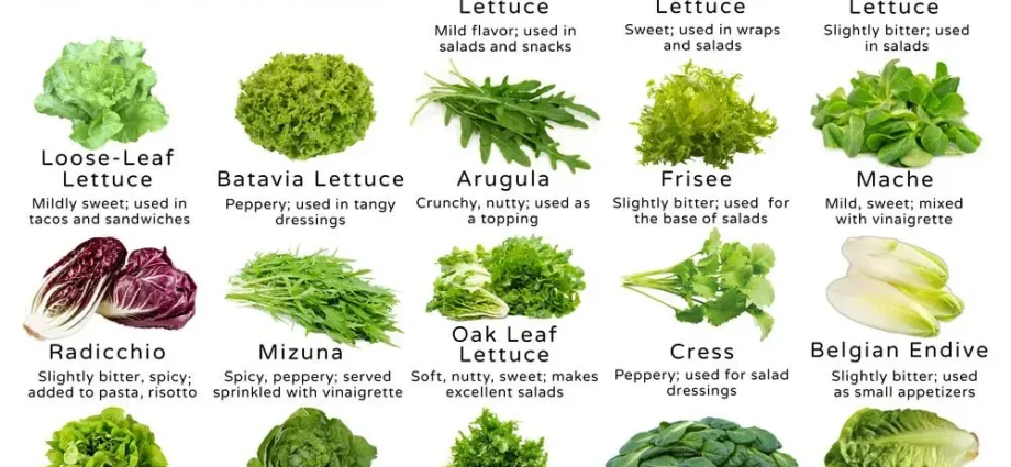 The best varieties of lettuce