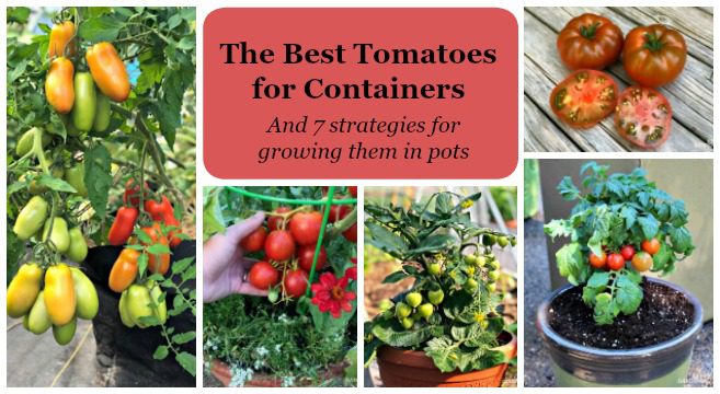 Low-growing tomatoes: the best varieties