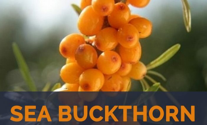 The best varieties of sea buckthorn: description