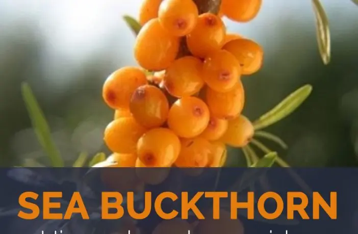 The best varieties of sea buckthorn: description