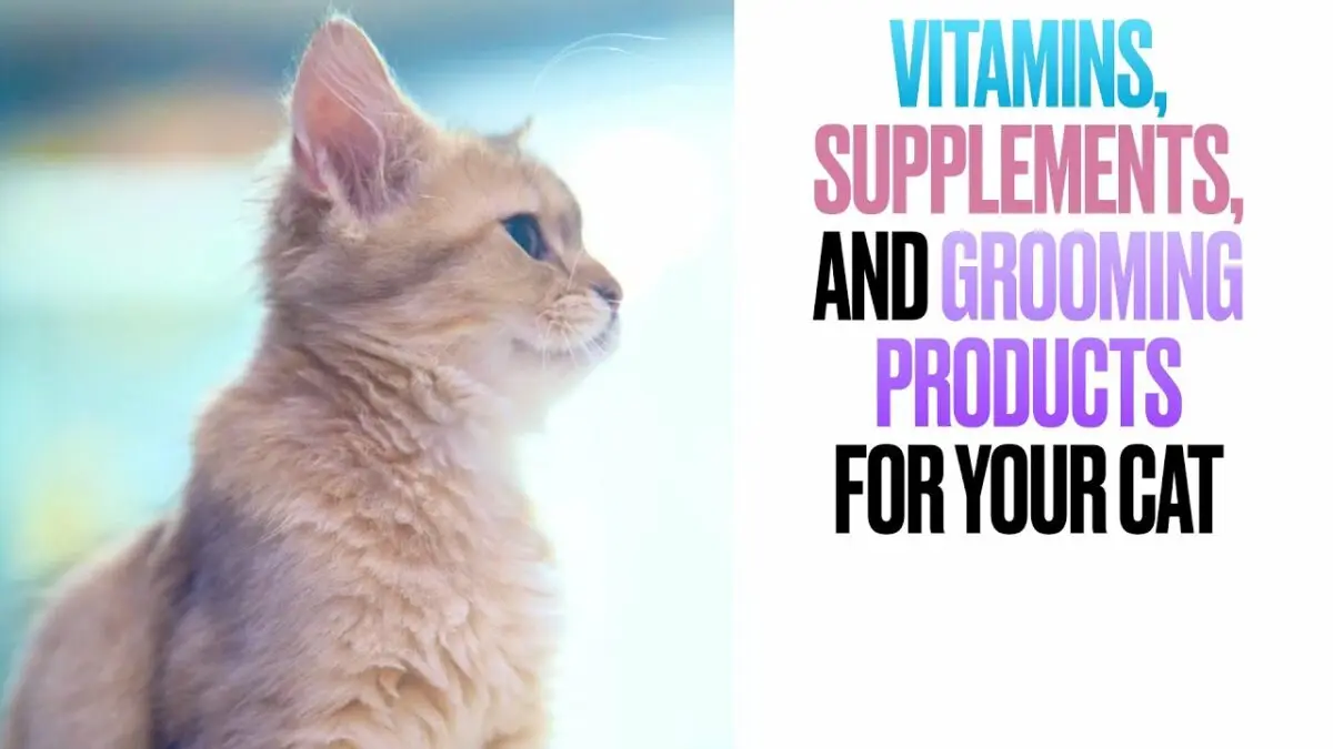 The best vitamins for kittens, what vitamins to give a kitten, reviews