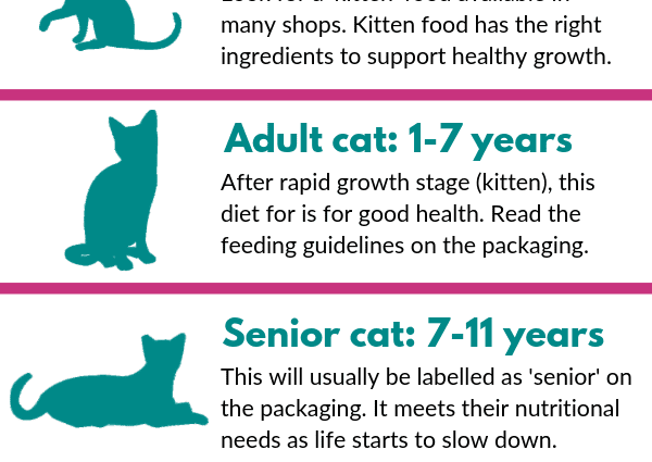 The best way to feed your cat: how to choose the right food for your cat