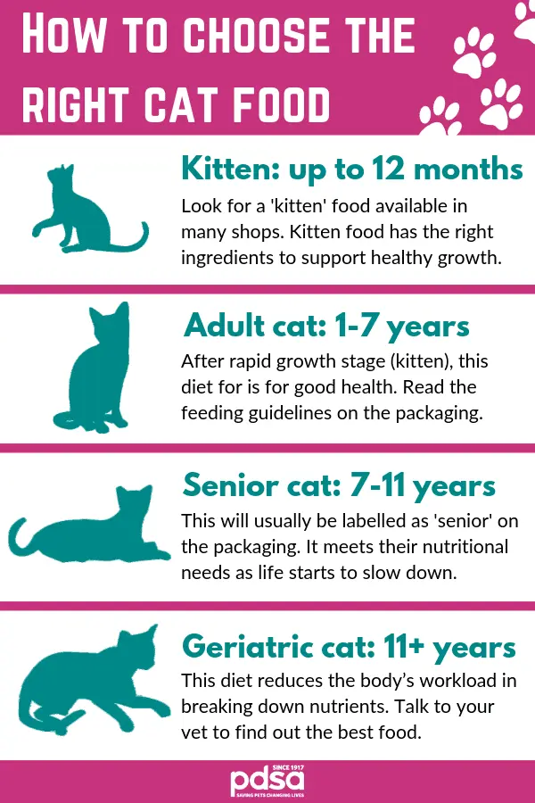 The best way to feed your cat: how to choose the right food for your cat