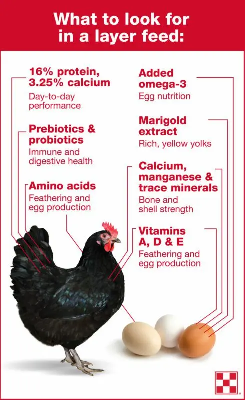 The better to feed the laying hens for good egg production, so that they fly