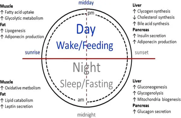 The biological clock: what is it?