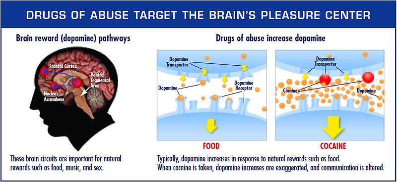 The brain&#8217;s pleasure center affects completeness