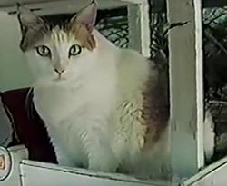 The cat lived for two years walled up in the wall of a shopping center