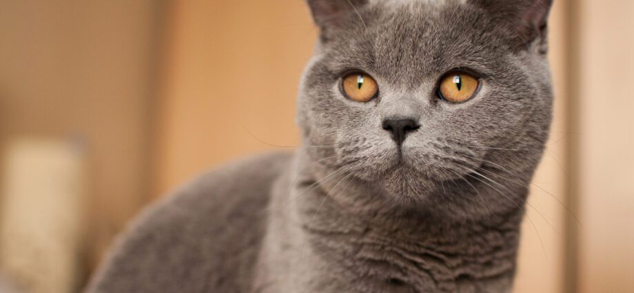 The character of the British cat: British cats, behavior, features