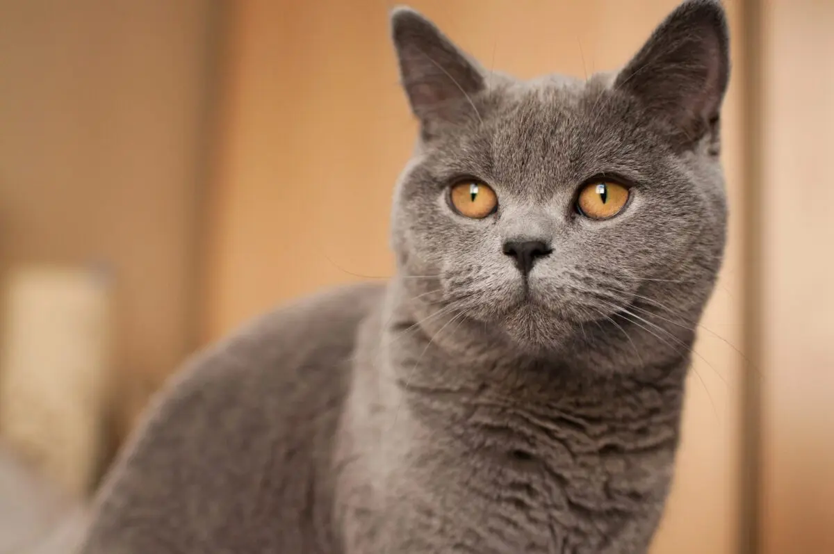 The character of the British cat: British cats, behavior, features