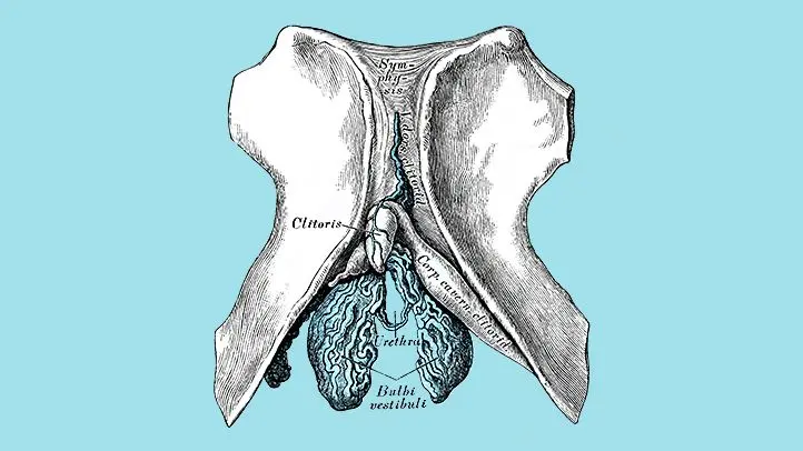 The clitoral orgasm: all about the woman clitoral