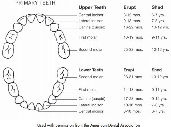 बच्चे के दांतों का विकास