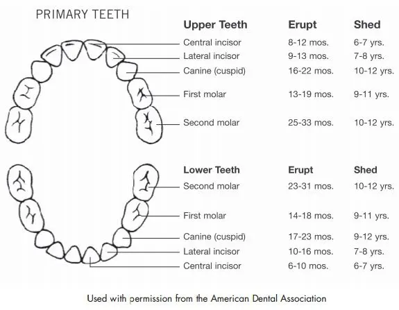 The development of baby&#8217;s teeth