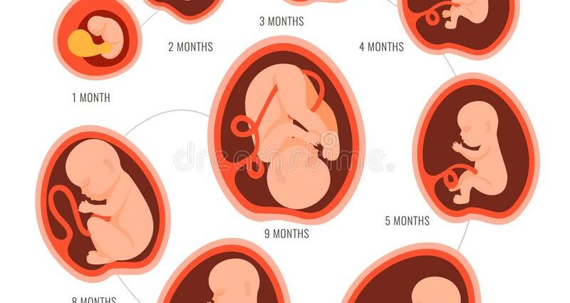 The development of the fetus during pregnancy