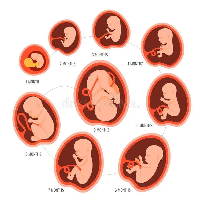 The development of the fetus during pregnancy