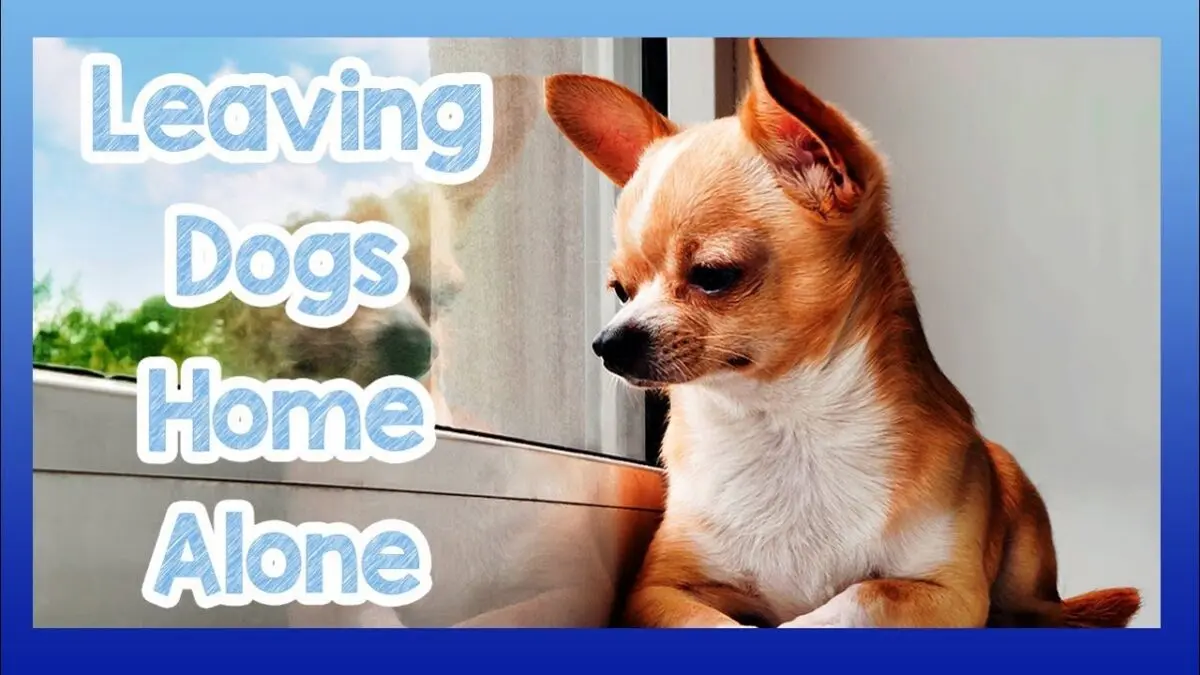 The dog is bored alone at home: how to wean? Video