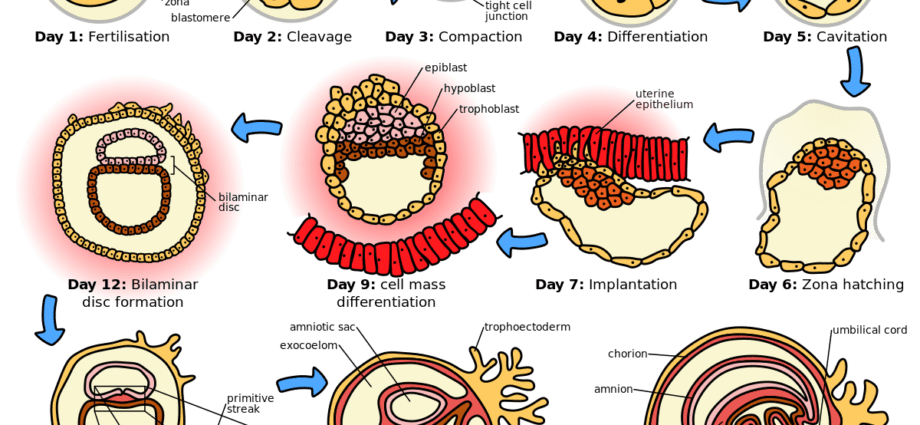 Die embrio: die ontwikkeling van die embrio tydens swangerskap