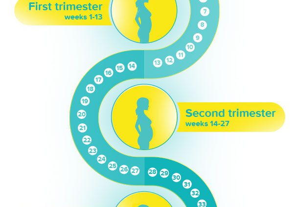 The first three weeks of pregnancy