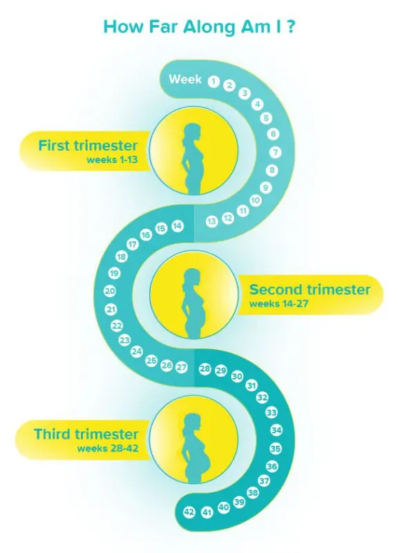 The first three weeks of pregnancy