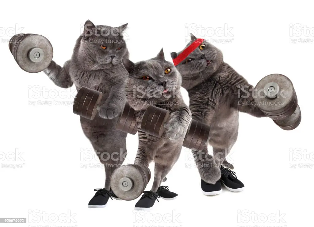The funniest photos of cats athletes