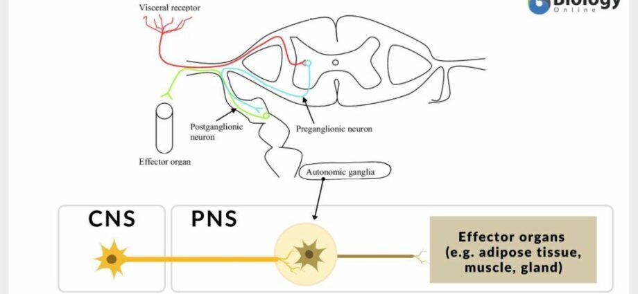 The ganglia