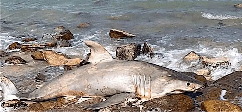 The girl washed the iconic shark and was very sorry