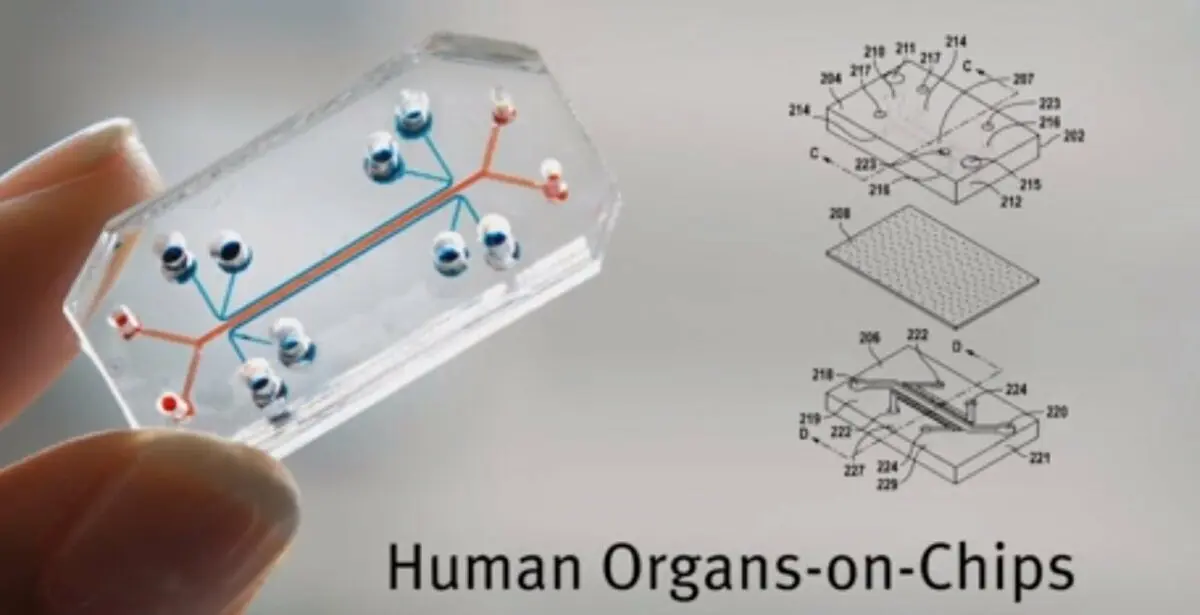 The harm of chips to the human body. Video