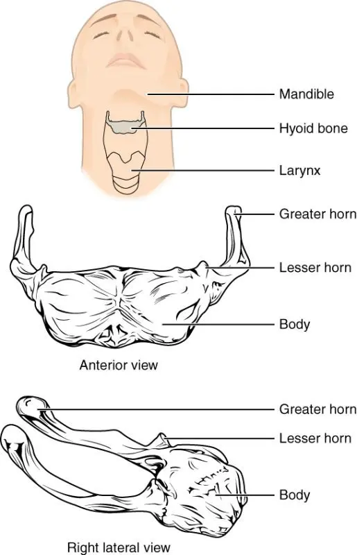 the hyoid