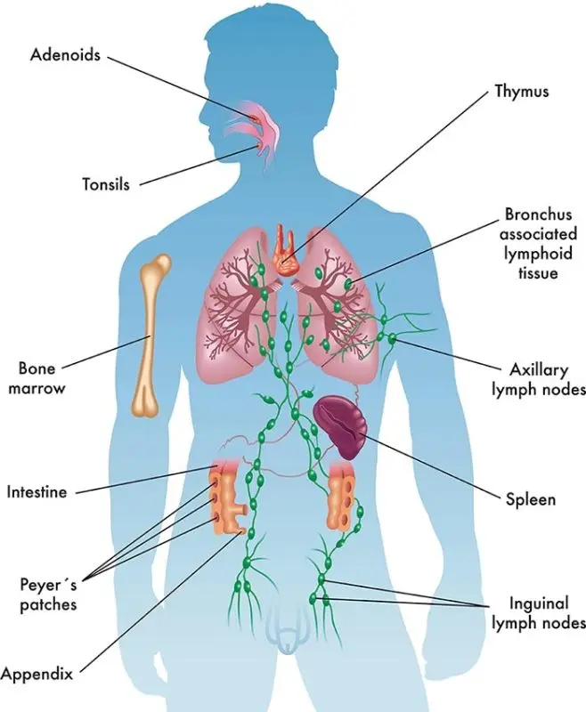 The immune system: what is it?