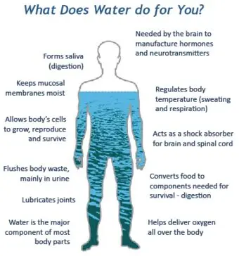 The importance of water in the human body. Video